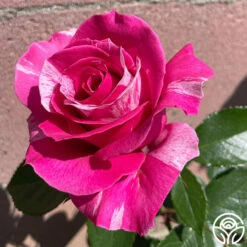 Parade Day™ 19 Parade Day™ -HEIRLOOM ROSES Sales Parade Day 034