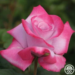 Paradise™ -HEIRLOOM ROSES Sales Paradise 133