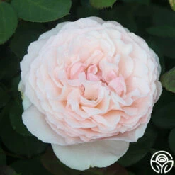 Parfuma® Bliss -HEIRLOOM ROSES Sales Parfuma Bliss 056