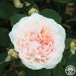 Parfuma® Bliss -HEIRLOOM ROSES Sales Parfuma Bliss 06
