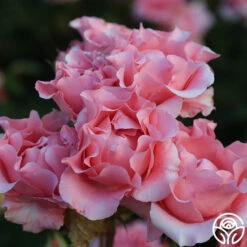 Paris De Yves St. Laurent ™ -HEIRLOOM ROSES Sales Paris de Yves St. Laurent 14 2811601c 9010 4b18 94fd 485f44c4cec6