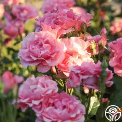 Paris De Yves St. Laurent ™ -HEIRLOOM ROSES Sales Paris de Yves St. Laurent 15