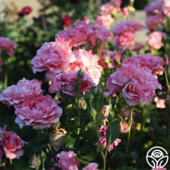 Paris De Yves St. Laurent ™ -HEIRLOOM ROSES Sales Paris de Yves St. Laurent 22