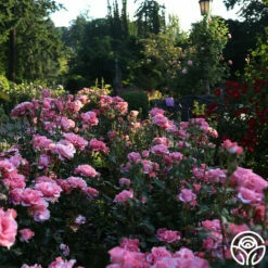 Paris De Yves St. Laurent ™ -HEIRLOOM ROSES Sales Paris de Yves St. Laurent 25