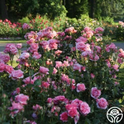 Paris De Yves St. Laurent ™ -HEIRLOOM ROSES Sales Paris de Yves St. Laurent 2 23ce9b3a 7d05 4b47 87c0 d888b9bc18a0