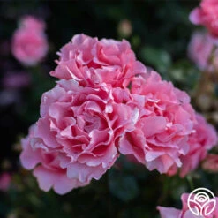 Paris De Yves St. Laurent ™ -HEIRLOOM ROSES Sales Paris de Yves St. Laurent 44