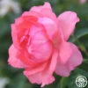 Passionate Kisses® -HEIRLOOM ROSES Sales Passionate Kisses
