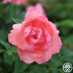 Passionate Kisses® -HEIRLOOM ROSES Sales Passionate Kisses 7