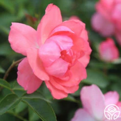 Passionate Kisses® -HEIRLOOM ROSES Sales Passionate Kisses 02