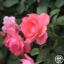 Passionate Kisses® -HEIRLOOM ROSES Sales Passionate Kisses 05