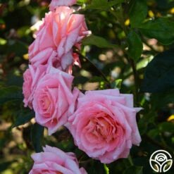 Paul Shirville -HEIRLOOM ROSES Sales Paul Shirville 011