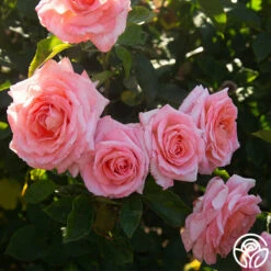 Paul Shirville -HEIRLOOM ROSES Sales Paul Shirville 016