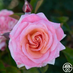 Paul Shirville -HEIRLOOM ROSES Sales Paul Shirville 017