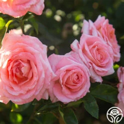 Paul Shirville -HEIRLOOM ROSES Sales Paul Shiville 0016