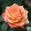 Peach Swirl™ 2 Peach Swirl™ -HEIRLOOM ROSES Sales Peach Swirl 1
