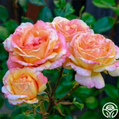 Peach Swirl™ -HEIRLOOM ROSES Sales Peach Swirl 2