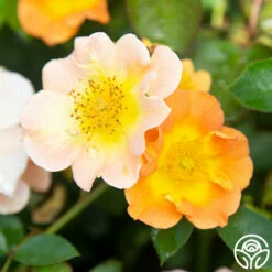 Peachy Creeper -HEIRLOOM ROSES Sales Peachy Creeper 04