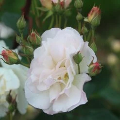 Penelope 21 Penelope -HEIRLOOM ROSES Sales Penelope 14