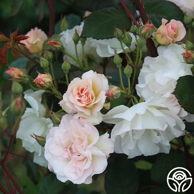 Penelope 4 Penelope - Image 2