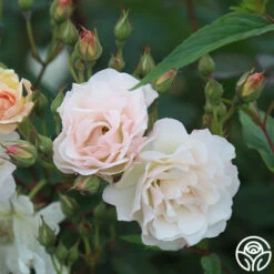 Penelope 18 Penelope -HEIRLOOM ROSES Sales Penelope 23