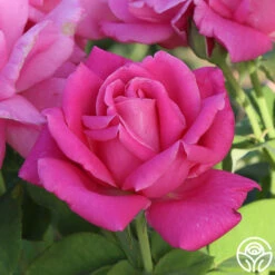 Perfume Delight -HEIRLOOM ROSES Sales Perfume Delight 01