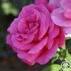 Perfume Delight -HEIRLOOM ROSES Sales Perfume Delight 02