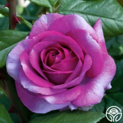 Perfume Factory™ -HEIRLOOM ROSES Sales Perfume Factory