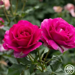 Perfume Factory™ -HEIRLOOM ROSES Sales Perfume Factory 3