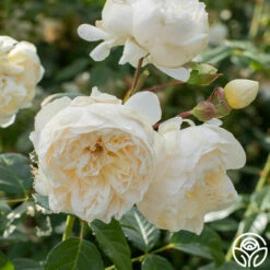 Perpetually Yours™ -HEIRLOOM ROSES Sales Perpetually Yours 01