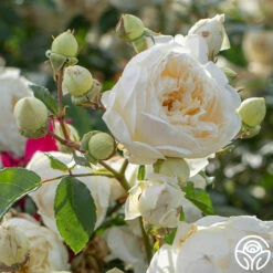 Perpetually Yours™ -HEIRLOOM ROSES Sales Perpetually Yours 436