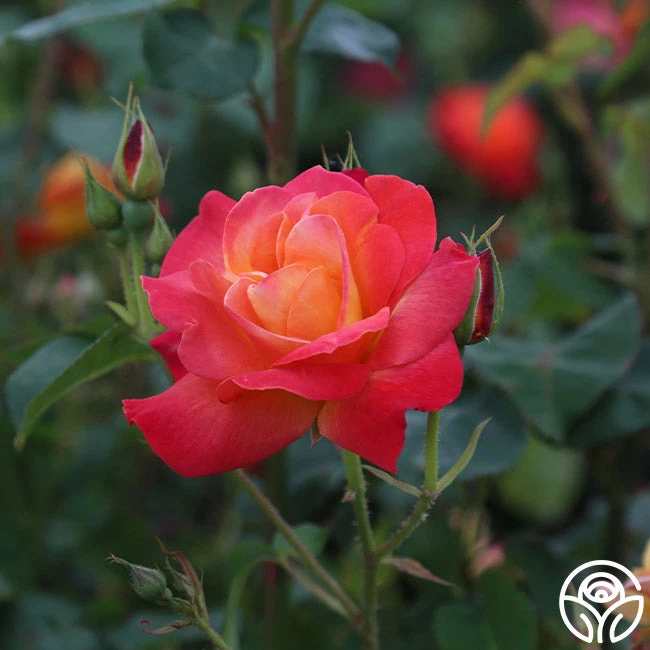 Piñata 5 Piñata - Image 3