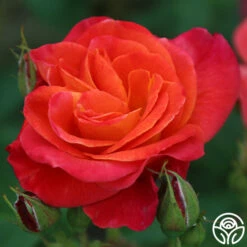 Piñata 15 Piñata -HEIRLOOM ROSES Sales Pinata 13