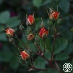 Piñata 14 Piñata -HEIRLOOM ROSES Sales Pinata 14