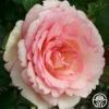 Eleganza® Pink Enchantment® 2 Eleganza® Pink Enchantment® -HEIRLOOM ROSES Sales Pink Enchantment 1