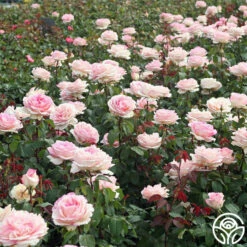 Eleganza® Pink Enchantment® -HEIRLOOM ROSES Sales Pink Enchantment 11