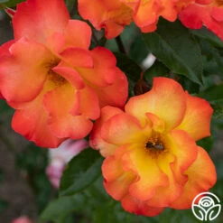 Playboy® -HEIRLOOM ROSES Sales PlayBoy 11