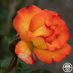 Playboy® -HEIRLOOM ROSES Sales PlayBoy 12