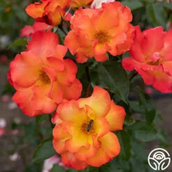 Playboy® -HEIRLOOM ROSES Sales PlayBoy 14