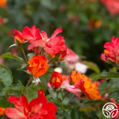 Playboy® -HEIRLOOM ROSES Sales PlayBoy 15