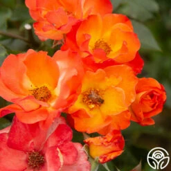 Playboy® -HEIRLOOM ROSES Sales PlayBoy 17