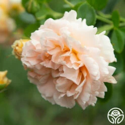 Polka® -HEIRLOOM ROSES Sales Polka 11