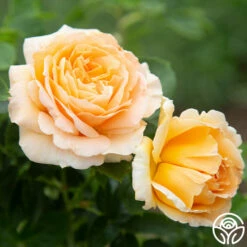 Polka® -HEIRLOOM ROSES Sales Polka 12