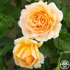 Polka® -HEIRLOOM ROSES Sales Polka 13