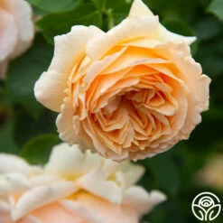 Polka® -HEIRLOOM ROSES Sales Polka 15