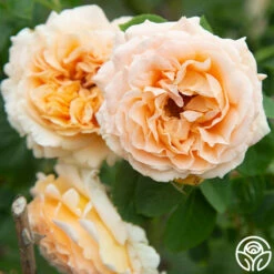 Polka® -HEIRLOOM ROSES Sales Polka 16
