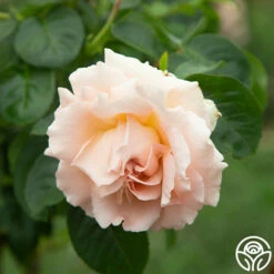 Polka® -HEIRLOOM ROSES Sales Polka 17