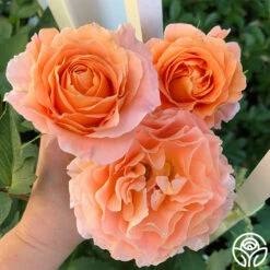 Polka® -HEIRLOOM ROSES Sales Polka 18