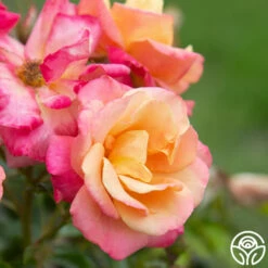 Polynesian Punch™ 19 Polynesian Punch™ -HEIRLOOM ROSES Sales Polynesian Punch 111