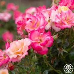 Polynesian Punch™ 21 Polynesian Punch™ -HEIRLOOM ROSES Sales Polynesian Punch 113