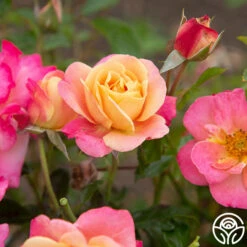 Polynesian Punch™ 18 Polynesian Punch™ -HEIRLOOM ROSES Sales Polynesian Punch 114